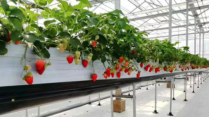 德芳有机农场第 2 张图片