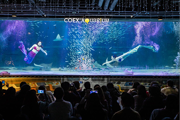 Sea Life COEX水族馆第 18 张图片