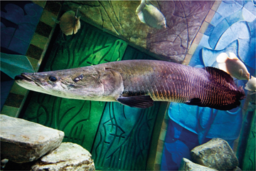三亚亚特兰蒂斯失落的空间水族馆第 271 张图片