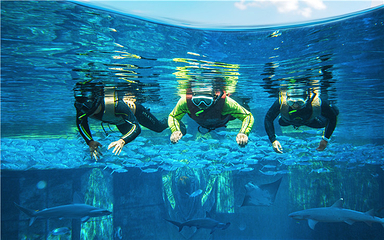 三亚亚特兰蒂斯失落的空间水族馆第 116 张图片