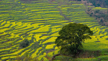 婺源篁岭景区第 191 张图片