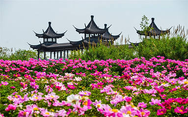 泗洪洪泽湖湿地景区第 38 张图片