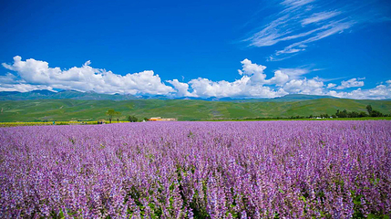 花海那拉提第 54 张图片