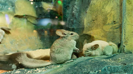 Cute zoo城市动物园第 12 张图片