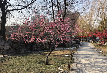 北京大观园第 35 张图片