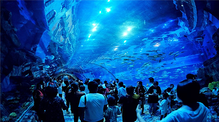 华夏文旅海洋公园第 104 张图片
