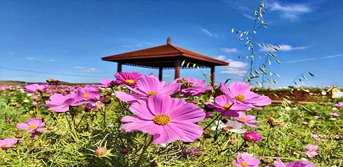 草原神画第 7 张图片
