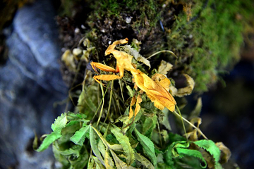正佳雨林生态植物园第 130 张图片