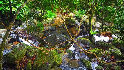 海南百花岭热带雨林文化旅游区第 39 张图片