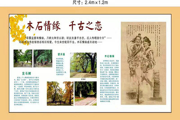 千年银杏谷文化旅游区第 35 张图片
