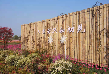 芜湖六郎湿地花海第 11 张图片