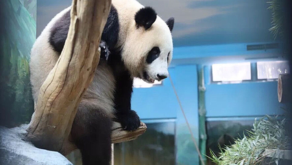 武汉动物园第 50 张图片