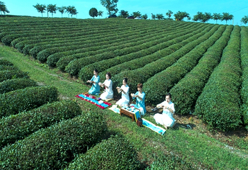 万亩茶园·茶园里梦想小镇第 62 张图片