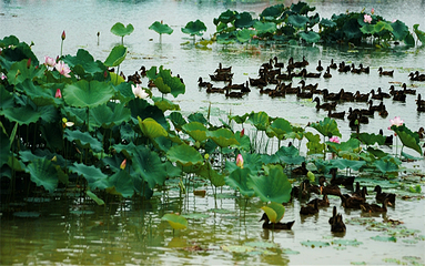 泗洪洪泽湖湿地景区第 102 张图片
