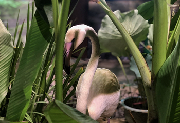 正佳雨林生态植物园第 128 张图片