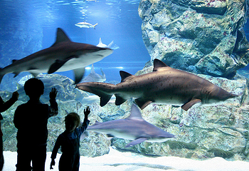 Sea Life COEX水族馆第 16 张图片