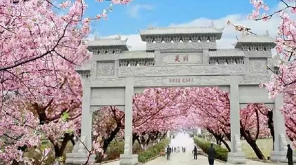 正定古城樱花小镇第 1 张图片