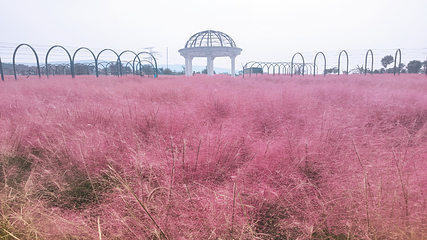豪泽国际郁金香花海欢乐城第 71 张图片