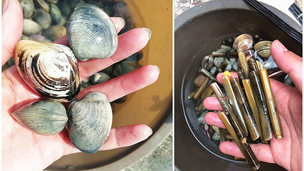 红树林拾贝赶海第 18 张图片