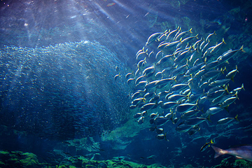 九十九岛水族馆第 15 张图片