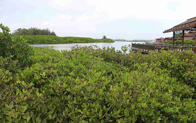 富力红树湾湿地公园第 64 张图片