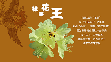 凤凰山国家森林公园第 14 张图片