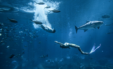 三亚亚特兰蒂斯失落的空间水族馆第 105 张图片