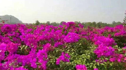 花台山景区第 5 张图片