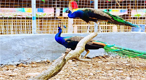 黄河神仙湾大河风云景区