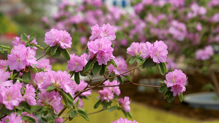八卦洲陌上花渡第 53 张图片