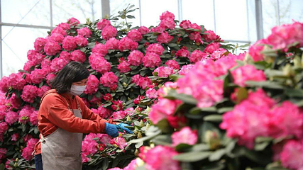 中国杜鹃花博览园第 20 张图片
