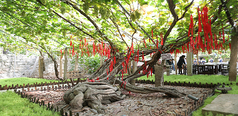 昌黎葡萄沟风景区第 19 张图片