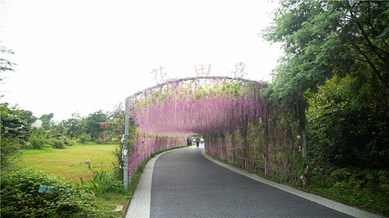 花田厝鲜花艺术小镇第 43 张图片
