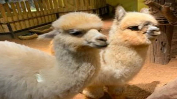 Tiny World室内萌宠主题乐园(华宇百花谷店)