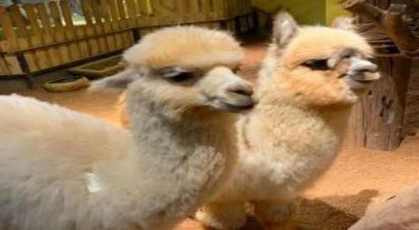 Tiny World室内萌宠主题乐园(华宇百花谷店)