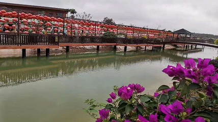 湛江阳光玫瑰葡萄庄园第 25 张图片