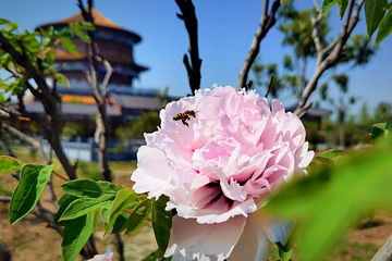丽正园第 13 张图片