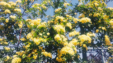 宁波植物园第 55 张图片