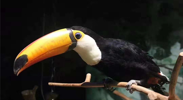 合肥漫乐城未来动物城(合肥漫乐城购物中心店)