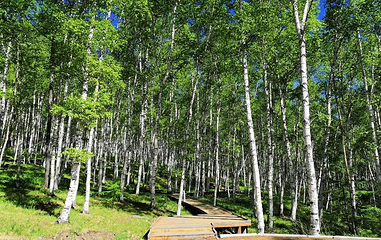 阿尔山白狼峰景区第 97 张图片