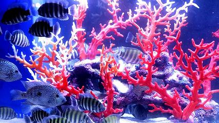 东莞海洋馆-恒远海立方环游城第 27 张图片