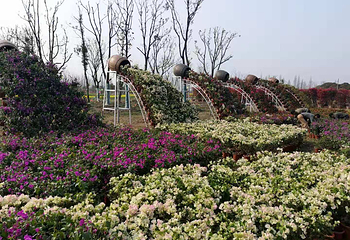 芜湖六郎湿地花海第 24 张图片