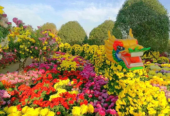 中国菊园第 27 张图片