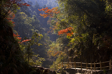 三百山景区第 65 张图片