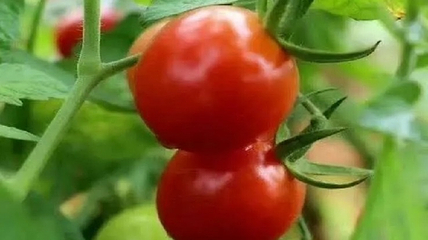 湛江阳光玫瑰葡萄庄园第 29 张图片