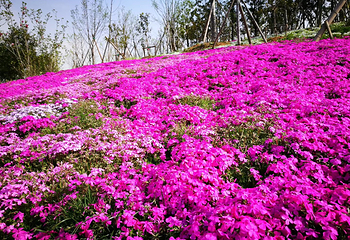宁波植物园第 47 张图片