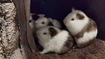 Myzoo萌宠科普乐园