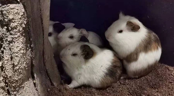 Myzoo萌宠科普乐园