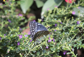 正佳雨林生态植物园第 39 张图片