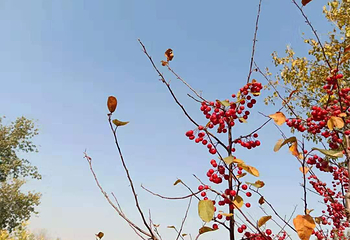 世界花卉大观园第 56 张图片